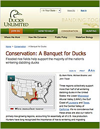 Article: A Banquet for Ducks