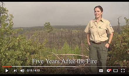 Video 2: Bastrop TX - Five Years After A Wildfire