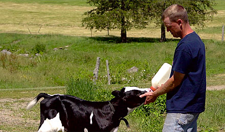 Learn more about New England dairy farms