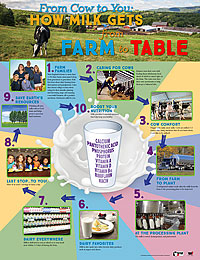 From Cow to You: How Milk Gets from Farm to Table