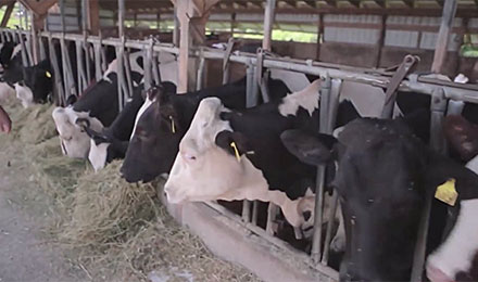 Watch: Raising Crops for Dairy Cows