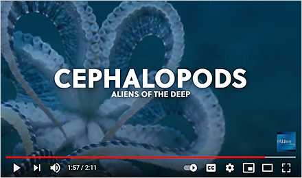 Watch the <em>Cephalopods: Aliens of the Deep</em> Trailer