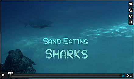 Watch the <em>Sand-Eating Sharks</em> Trailer