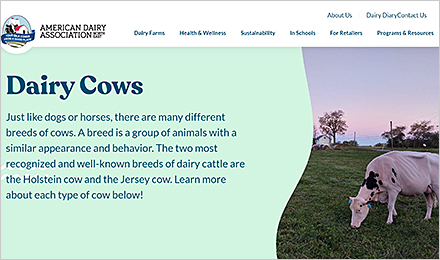 Meet Dairy Cows