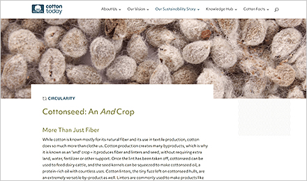 Cotton Seed – An  <em>And</em>  Crop