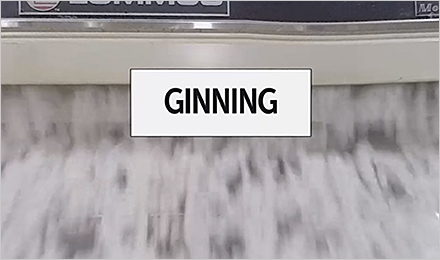 Cotton: From Dirt to Shirt 360° Video – Ginning