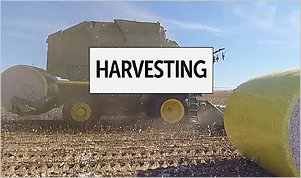 Cotton: From Dirt to Shirt 360° Video – Harvesting