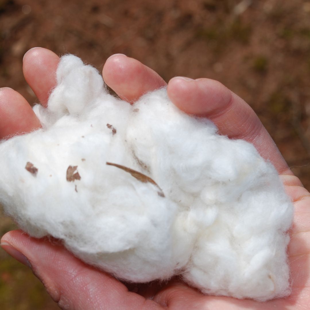 img of cotton