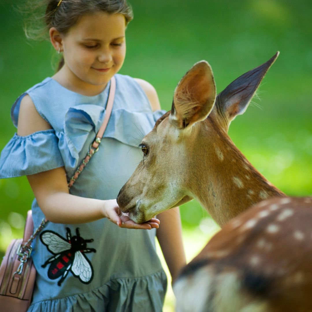 img of a child feeding a deer